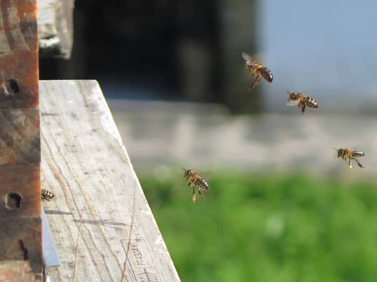 Abelhas em voo