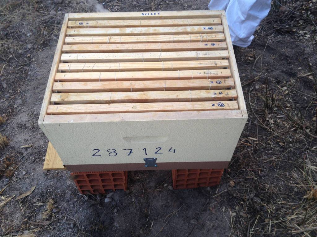 captura_chegada da colmeia ao Casal