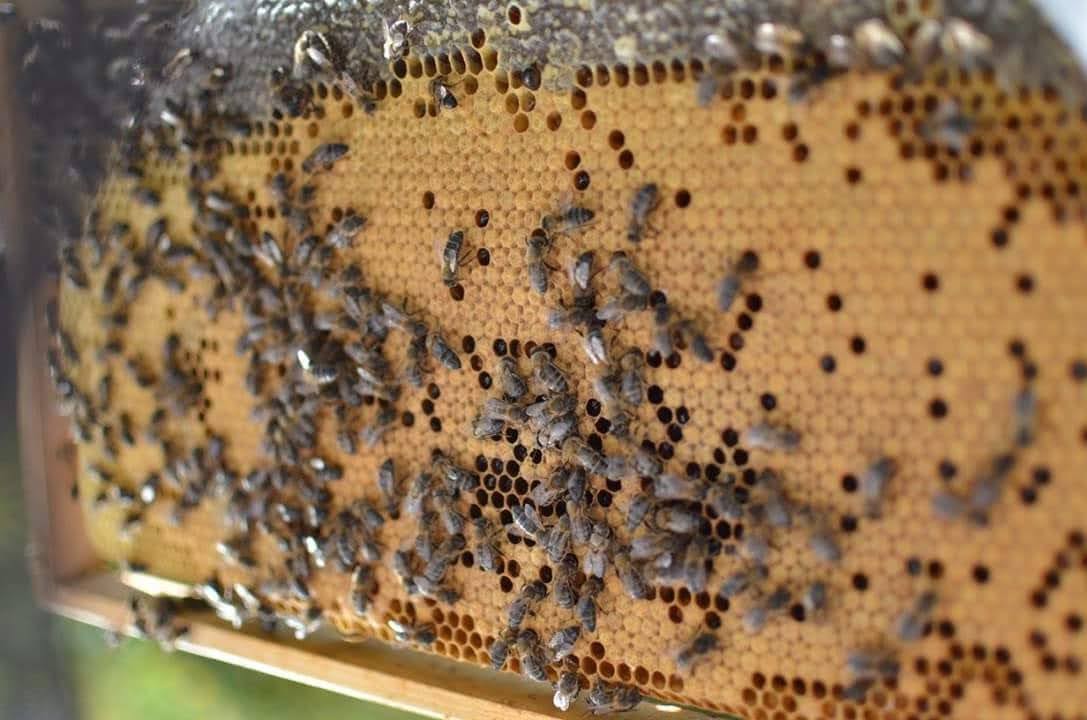 quadro com criação 