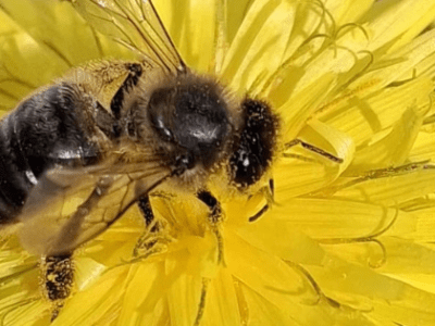 Iniciação à apicultura