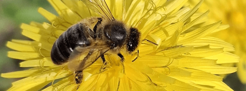 Abelha em cima de uma flore de dente de leao